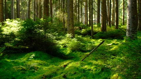 Sun rays shining through mossy green pine forest Stock Footage 319126025