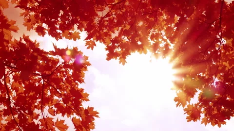 Sun rays shining through orange maple leaves. 库存影片 201425225