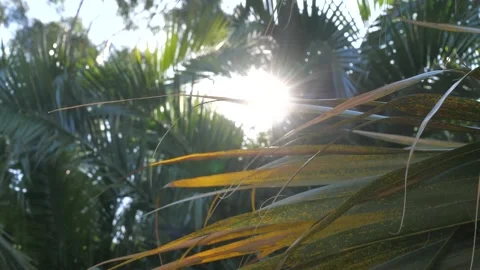 Sun rays shining through palm leaves 60fps 4K Stock Footage 192786473
