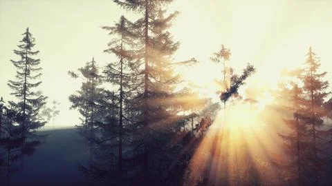 Sun rays shining through pine branch at sunset Stock Illustration