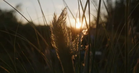 Sun rays shining through plant, sunset, golden hour, closeup Stock Footage 253014767