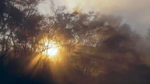 Sun rays shining through steam and foliage Stock Footage 139968789
