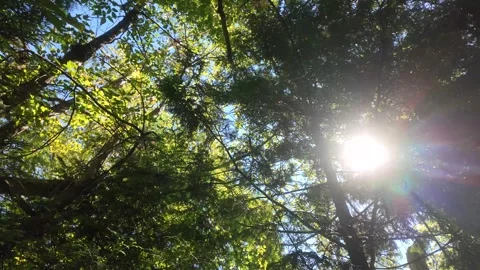 Sun Rays Shining Through Summer Trees Video Stock Footage 332027917