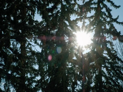 Sun rays shining through the tree branches. Stock Footage 83422447
