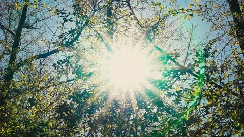 Sun Rays Shining Through Tree Branches Stock Footage 148735318