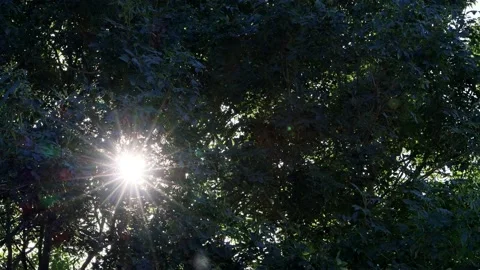 Sun rays shining through a tree  Stock Footage 214844600