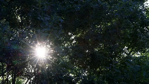 Sun rays shining through a tree  Stock Footage 218970641