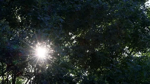 Sun rays shining through a tree  Stock Footage 218972667