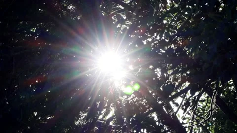 Sun rays shining through a tree  Stock Footage 231045801
