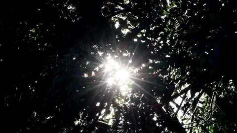 Sun rays shining through a tree  Stock Footage 241912694