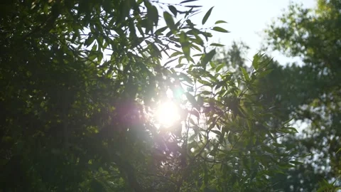 Sun rays shining through tree branches. Stock Footage 312735329