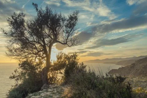 Sun rays shining through tree Stock Photos