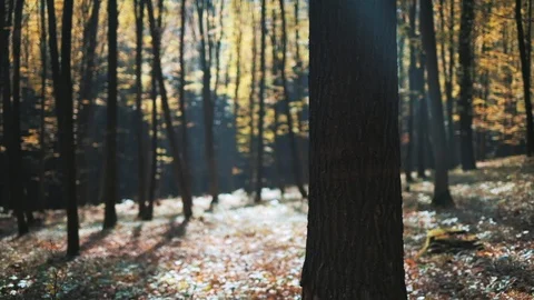 Sun rays shining through trees in autumn forest. Dreamy natural landscape Stock Footage 121123210