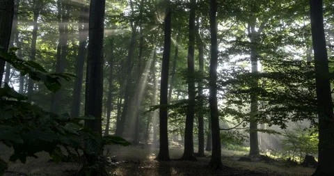 Sun rays shining through the trees. Stock Footage 132870136