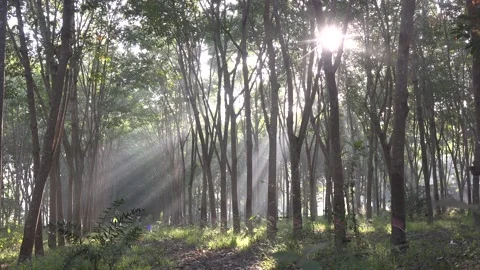 Sun rays shining through trees. Видео 157432680