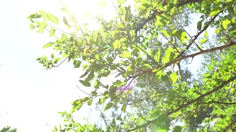 Sun rays shining through trees ,nature background Stock Footage 158983881