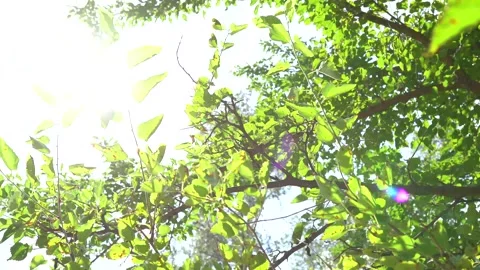 Sun rays shining through trees ,nature background Stock Footage 158983883