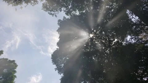 Sun Rays shining through trees leaves Stock Footage 205139369