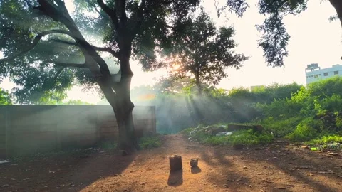 Sun Rays Shining Through Trees in Rural Backyard During Early Morning Stock Footage 320442042
