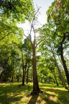 Sun rays shining through trees ,nature background Stockfoto's