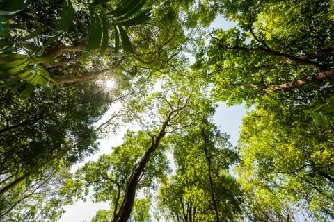 Sun rays shining through trees ,nature background Stock Photos