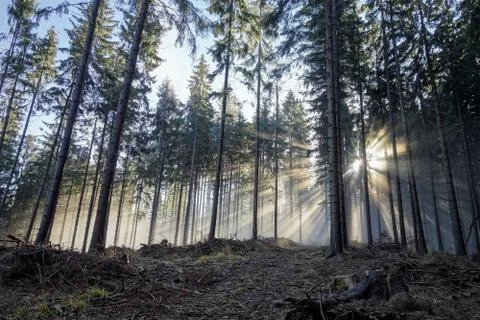 Sun rays shining through the trees of autumn forest Fotos Stock