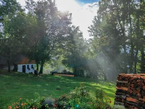 Sun rays shining through trees on meadow on beautiful sunny morning. Stock Photos