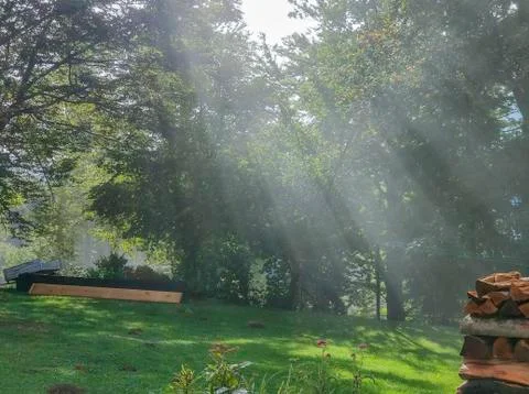 Sun rays shining through trees on meadow on beautiful sunny morning. Stock Photos