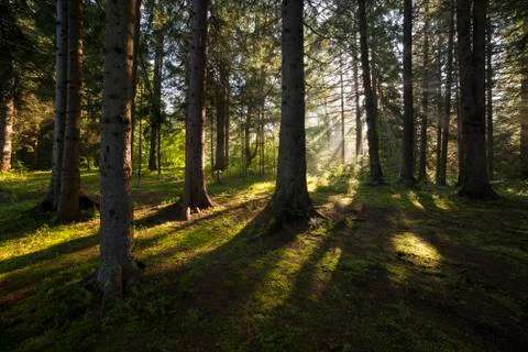 Sun rays shining through the trees in the forest Stock Photos