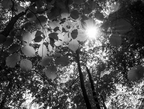 Sun rays shining through trees of a forest. Stock Photos