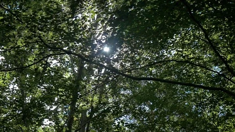 Sun rays shining through treesin a forest Stock Footage 106202549