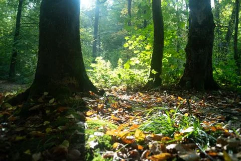 Sun rays shining trough the tree's in a autumn forest Stock Photos