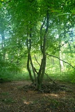 Sun rays shining trough the tree's in a autumn forest Stock Photos