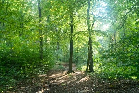 Sun rays shining trough the tree's in a autumn forest with grass, bushes and Stock Photos