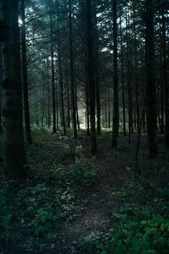 Sun rays shining trough the tree's in a autumn forest with grass, bushes and Stock Photos