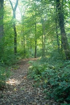 Sun rays shining trough the tree's in a autumn forest with grass, bushes and Stock Photos