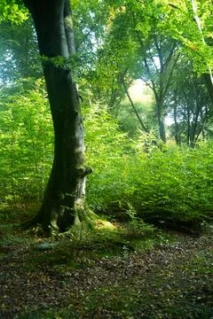 Sun rays shining trough the tree's in a autumn forest with grass, bushes and Stock Photos