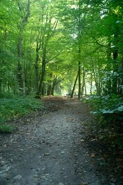 Sun rays shining trough the tree's in a autumn forest with grass, bushes and Stock Photos