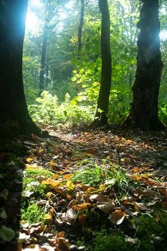 Sun rays shining trough the tree's in forest Stock Photos