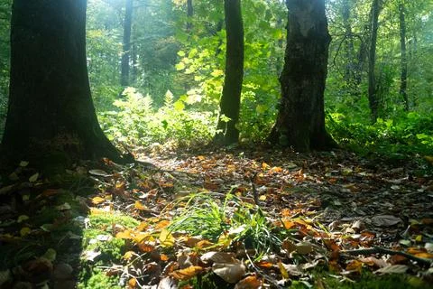 Sun rays shining trough the tree's in forest Stock Photos