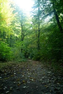 Sun rays shining trough the tree's in a autumn forest Stock Photos