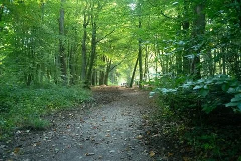 Sun rays shining trough the tree's in a autumn forest Stock Photos