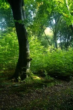 Sun rays shining trough the tree's in a autumn forest Stock Photos