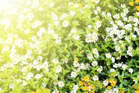 Sun rays shinning down on beautiful flowers and lush foliage Stock Photos