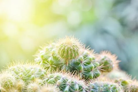 Sun rays shinning down on close up of cactus covered with sharp spines Stock Photos
