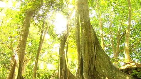 Sun rays shinning through old tree in the jungle Stock Footage 41379369
