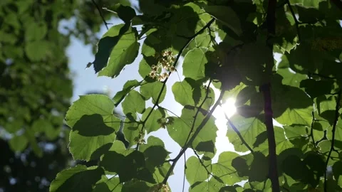 The sun rays shone through the leaves of a tree in a summer day Stock Footage 168327604