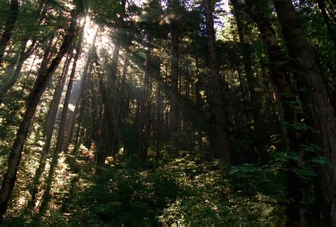 Sun rays slanting through trees to understory plants Stock Footage 86883726