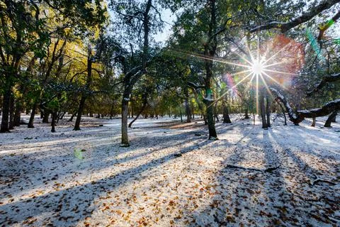 Sun rays, snow, shadows and trees Stock Photos