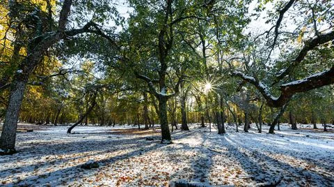 Sun rays, snow, shadows and trees Stock Photos